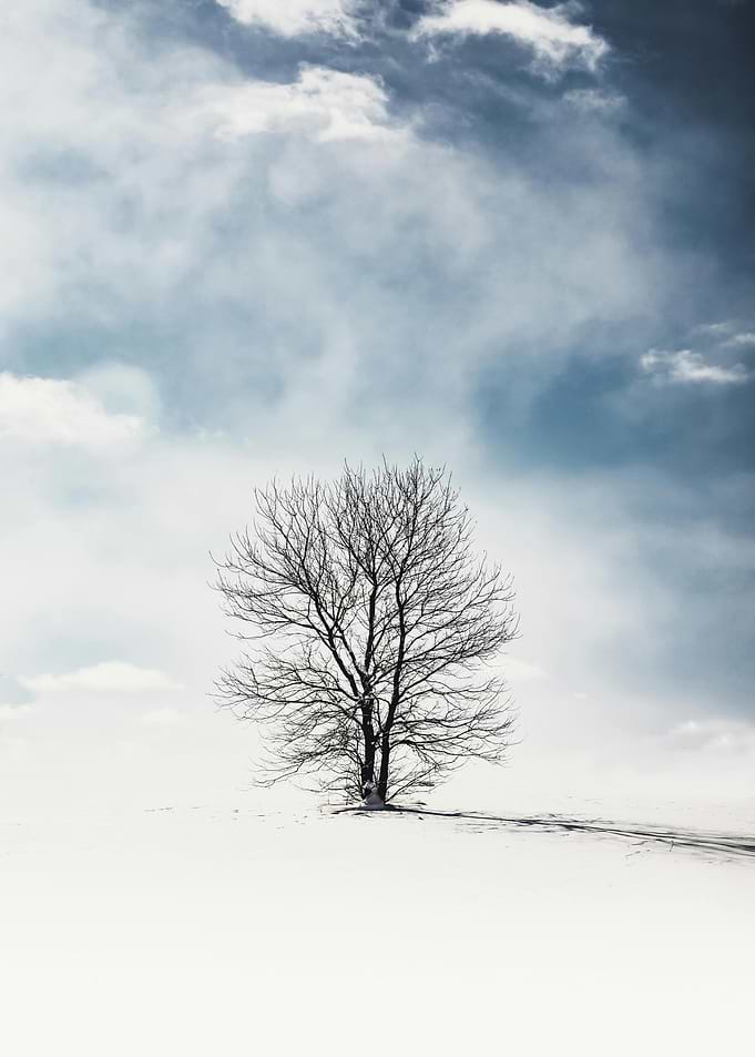 Winter Tree in Snow Landscape