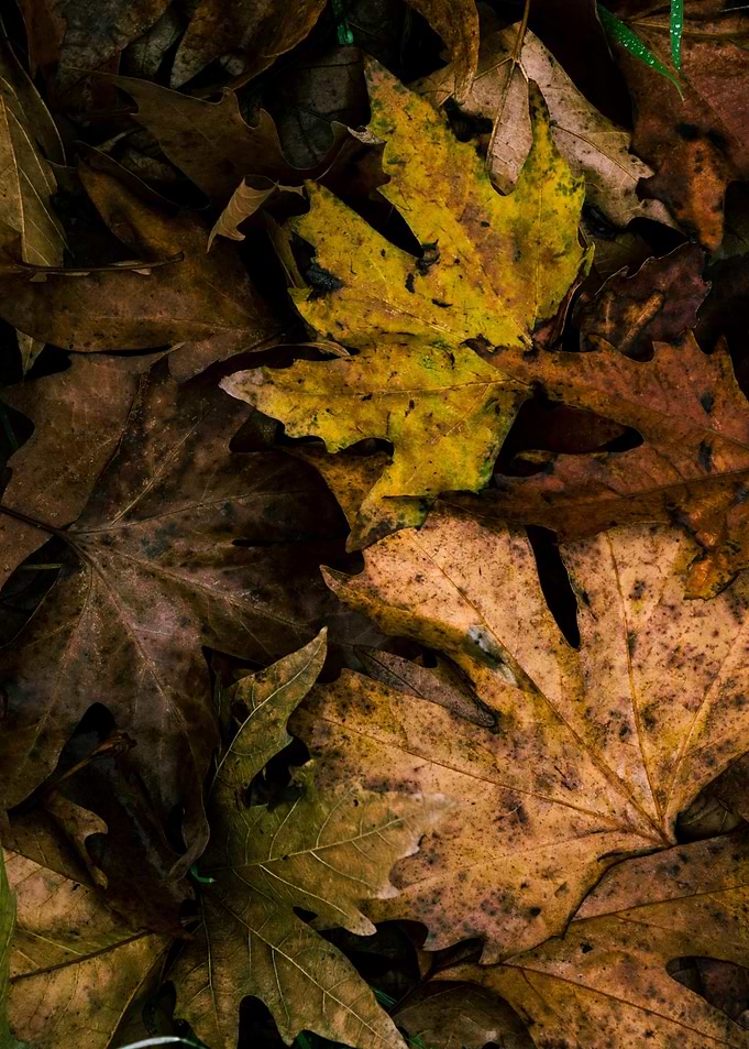 Autumn Leaves Close-Up