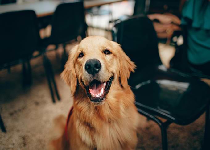 Happy Golden Retriever Portrait