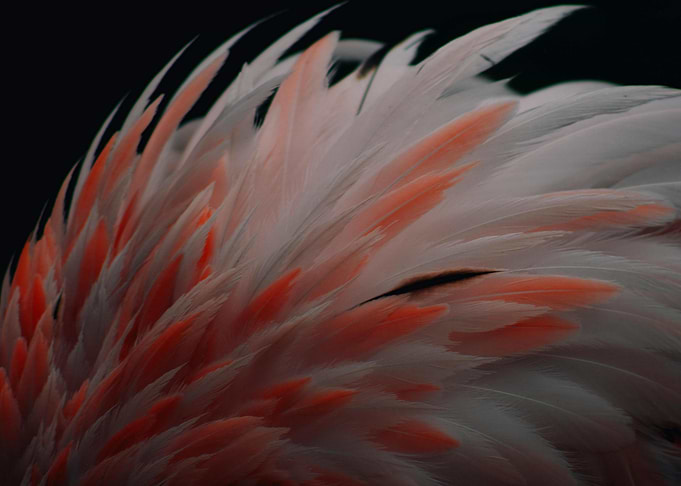 Flamingo Feathers Close-Up