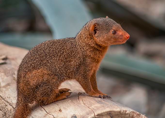 Alert Mongoose on a Log