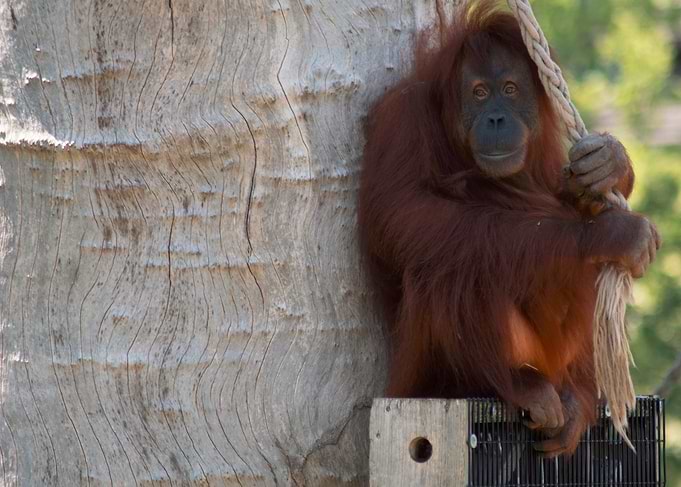Orangutan clinging to a rope