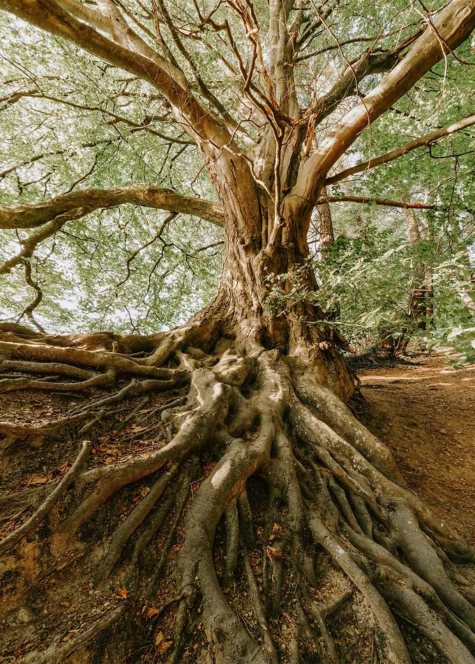 Majestic Tree with Exposed Roots
