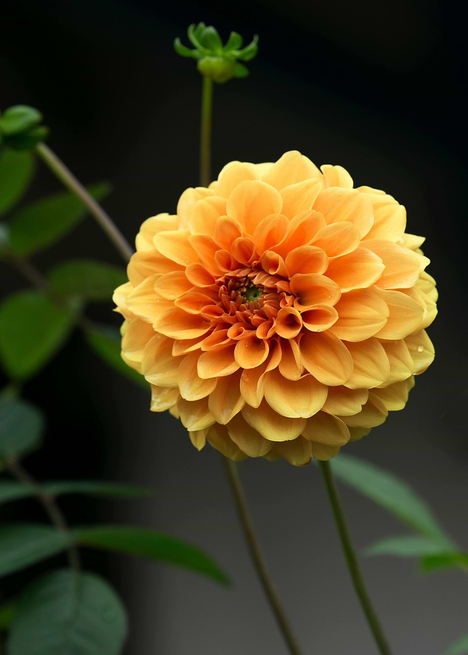 Radiant Orange Dahlia Blossom Close-Up