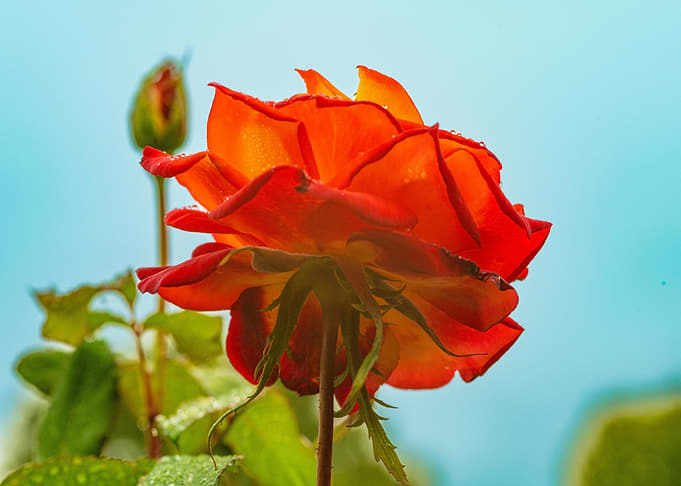 Vibrant Orange Rose Blossom Close-Up