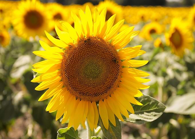 Sunflower field in full bloom