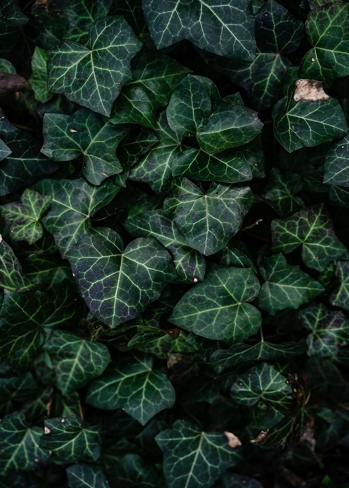 Lush Green Ivy Leaves Close-Up