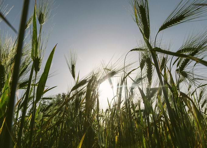 Wheat field under the sun
