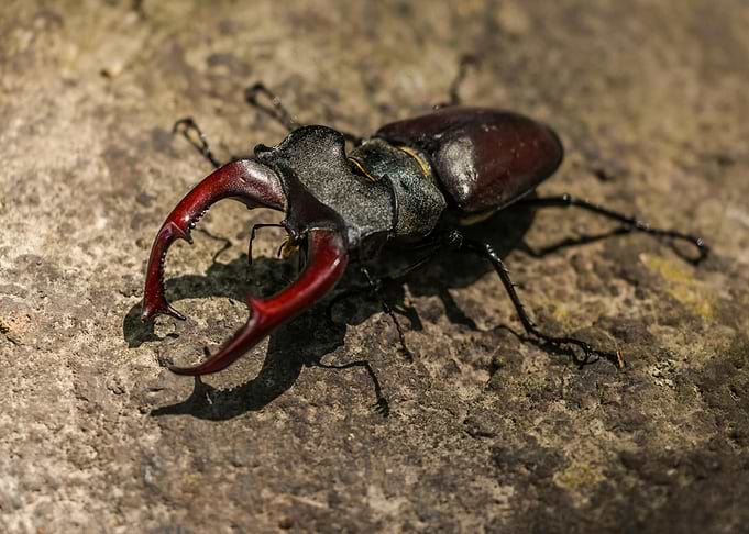 Stag Beetle Close-Up