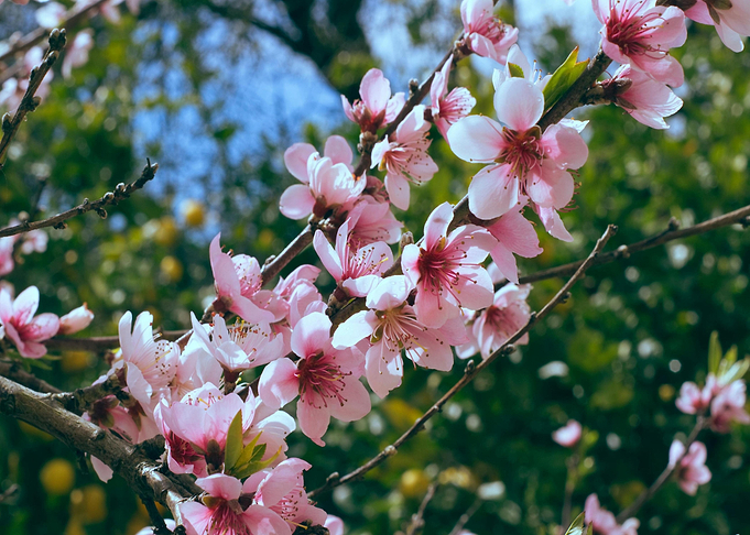 Pink blossoms on tree branch