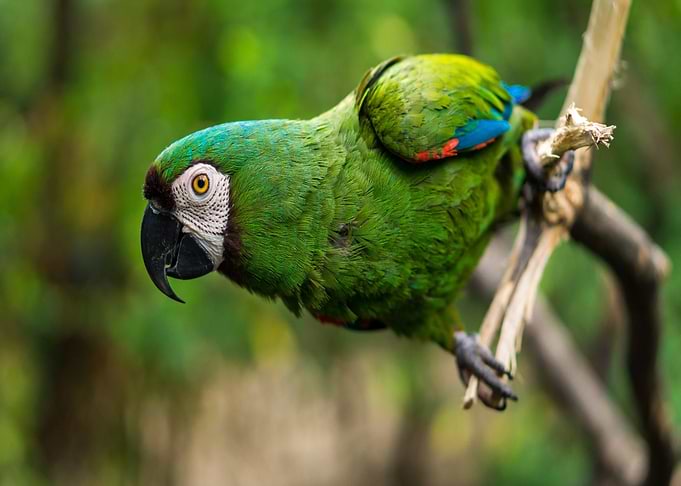 Green Parrot on Branch