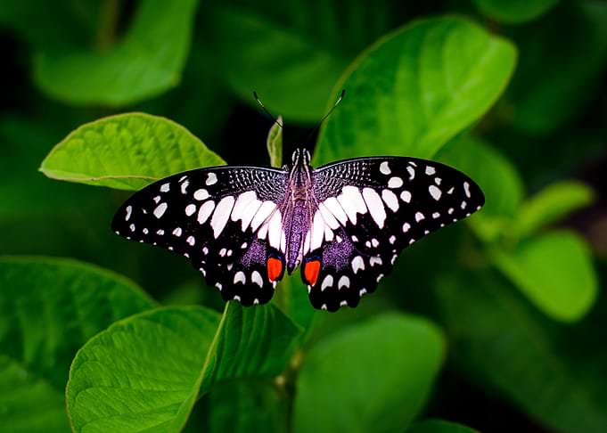 Butterfly on Green Leaves