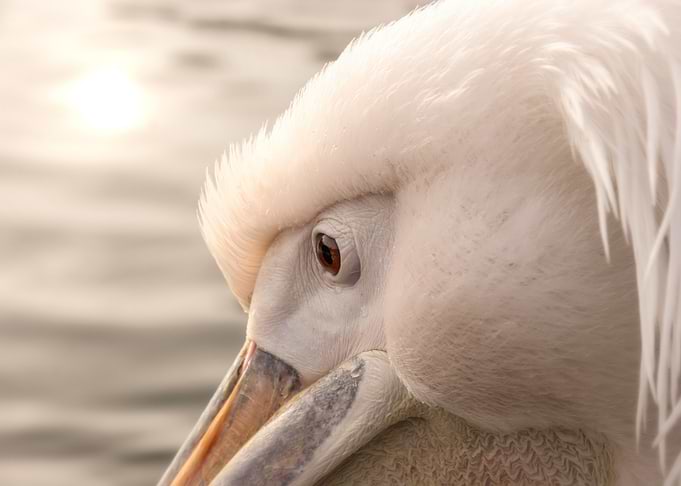 Close-up of a White Pelican