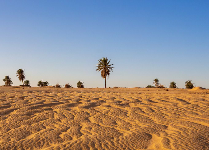 Desert landscape with palm trees