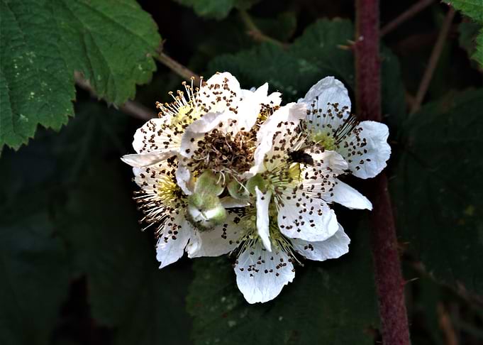 Blackberry Blossom Close-Up