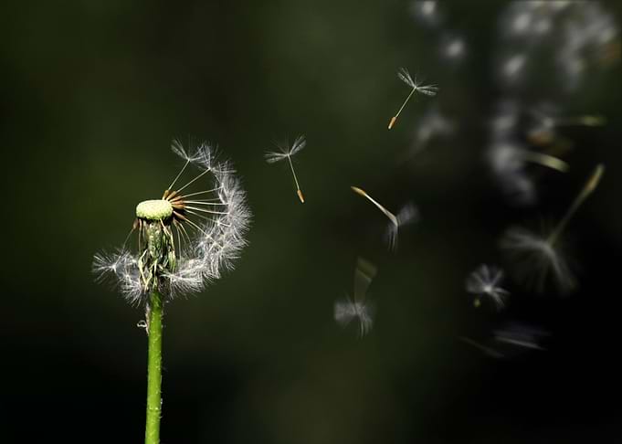 Dandelion seeds blowing in the wind