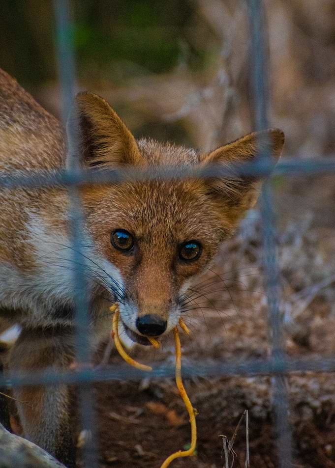 Italian fox with spaghetti behind a fence