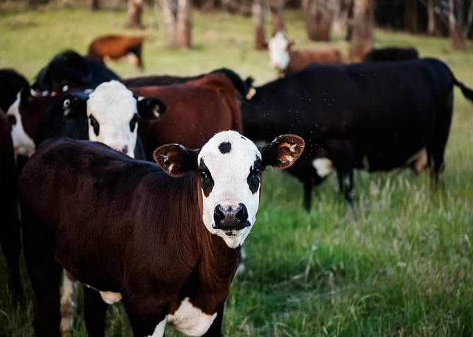 Cows in a Field