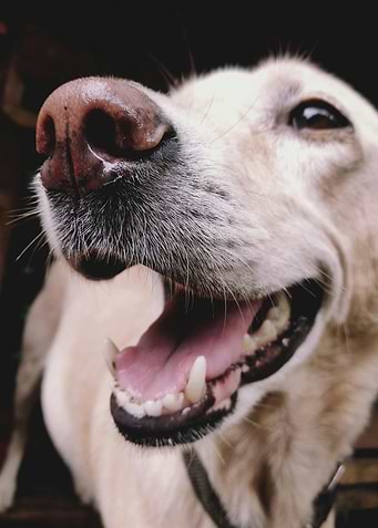 Close-up of a Happy Dog