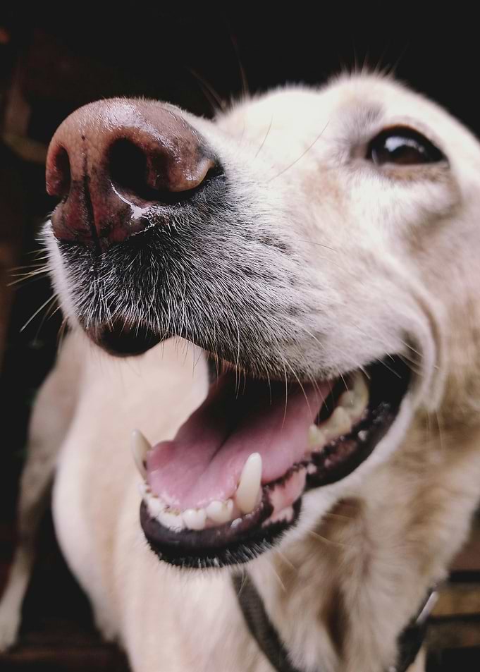 Close-up of a Happy Dog