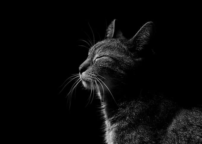 Monochrome Cat Portrait