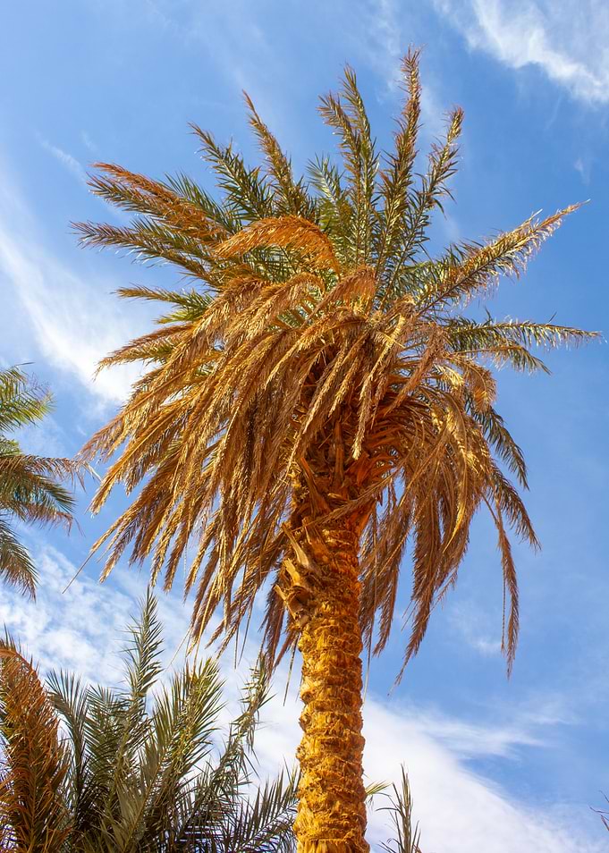 Palm Tree Against Blue Sky