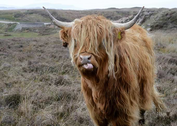 Highland Cow Sticking Out Tongue
