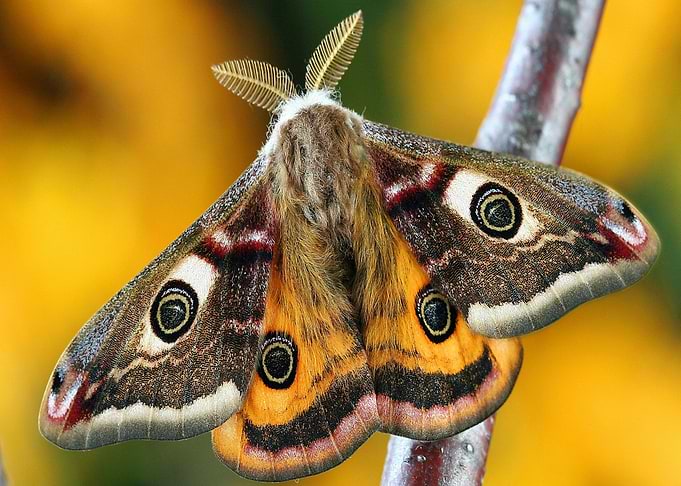 Emperor Moth on Branch
