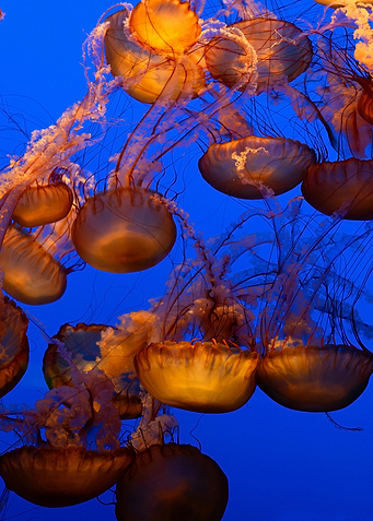 Jellyfish in Blue Water