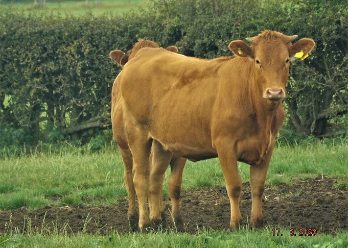 Brown Cows in a Green Field