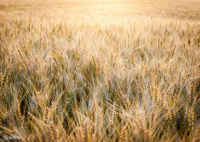 Golden Wheat Field in Sunlight