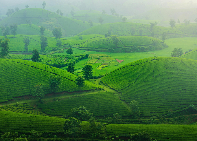 Lush Green Tea Plantation Hills
