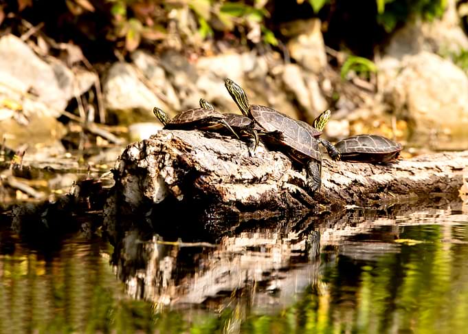 Turtles basking on a log