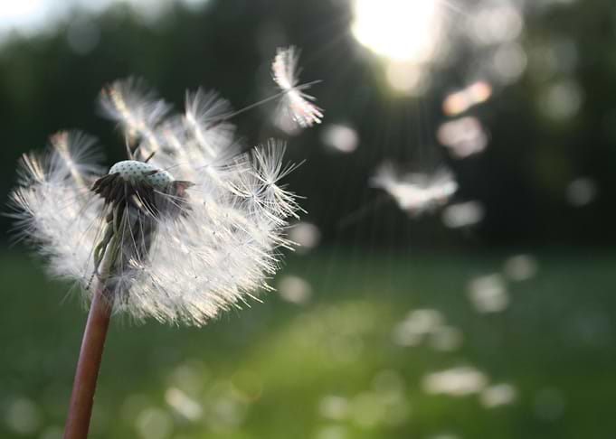 Dandelion Seeds in the Wind
