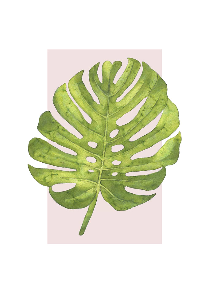 Monstera Leaf Watercolor on Pink Background