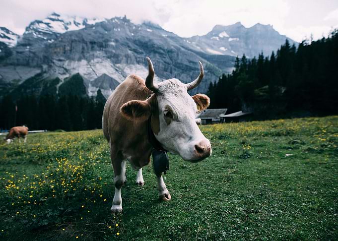 Cow in Alpine Meadow Landscape