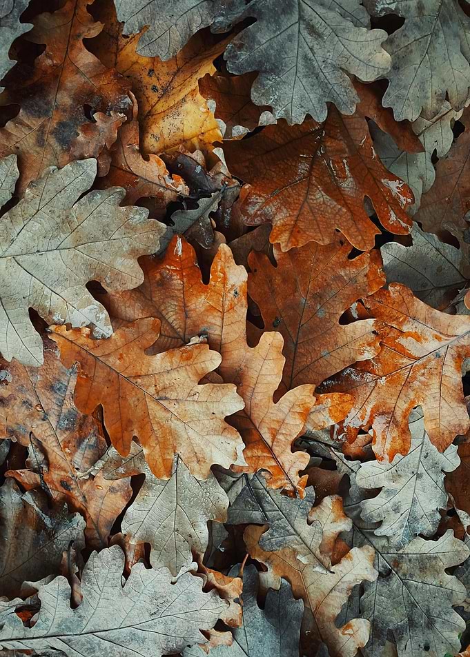 Autumn Oak Leaves Close-Up