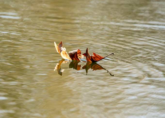 Autumn Leaf Floating in the Pond