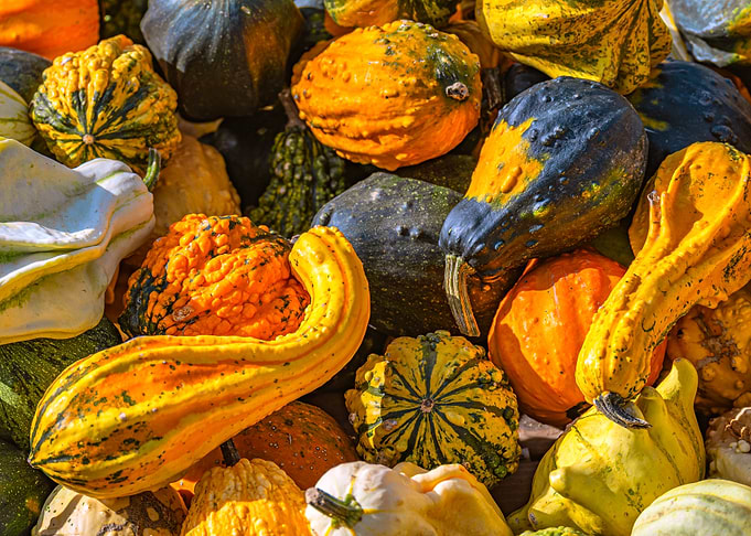 Colorful Autumn Gourds and Pumpkins