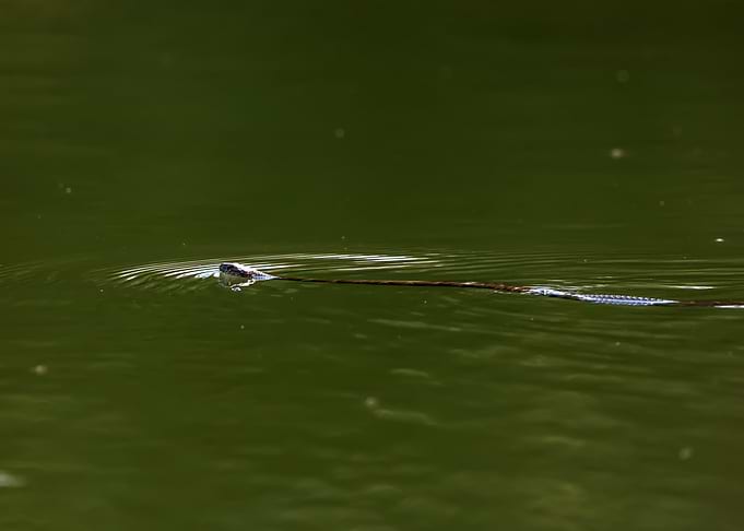 Snake swimming in green water