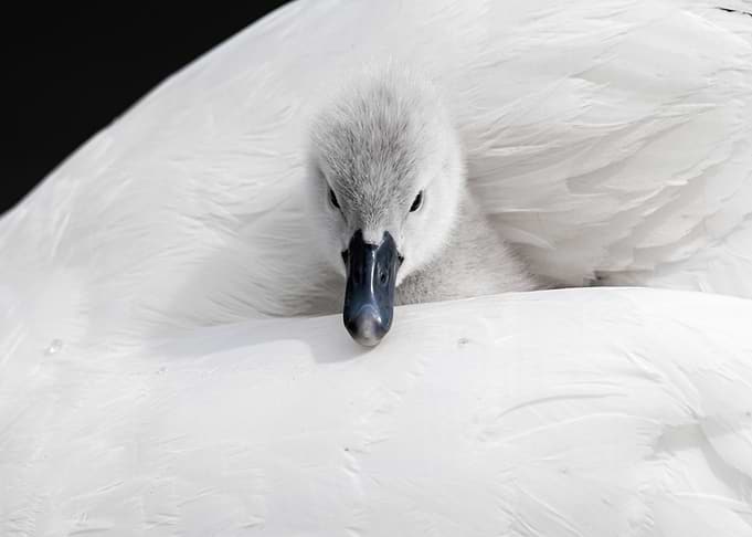 Swan Cygnets Nestled in Feathers