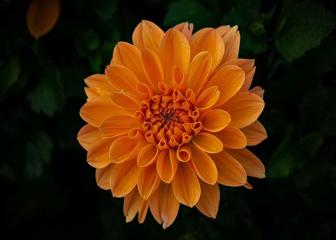 Orange Dahlia Flower Close-Up