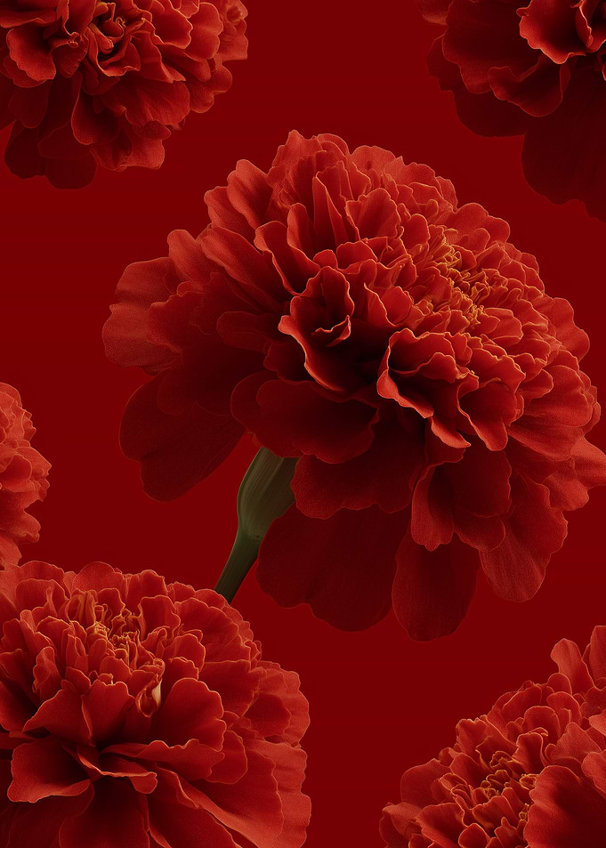 Red Marigold Flowers on Red Background