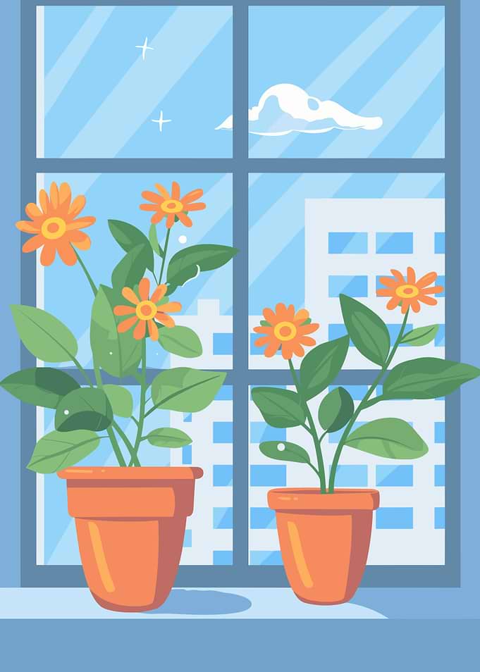 Flowers in pots by the window