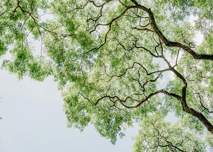 Tree Canopy Against Sky