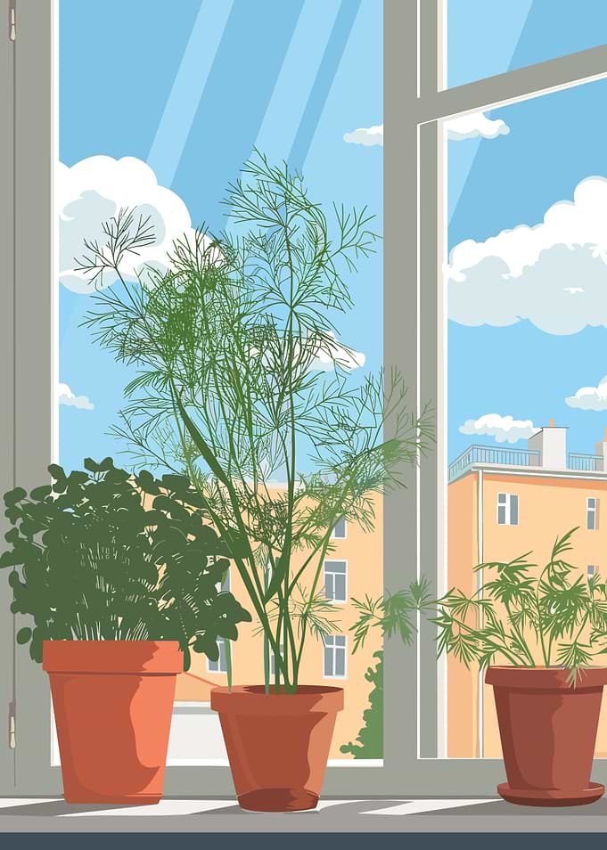 Potted Herbs by the Window