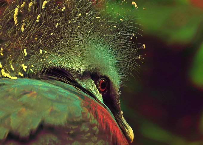 Victoria Crowned Pigeon Close-Up