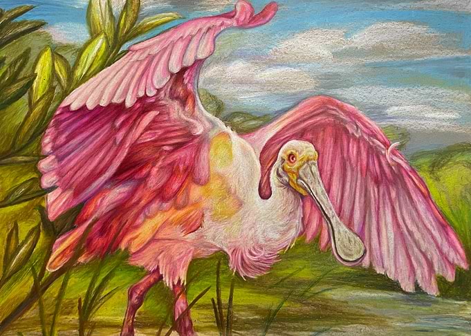 Wings of the Roseate Spoonbill