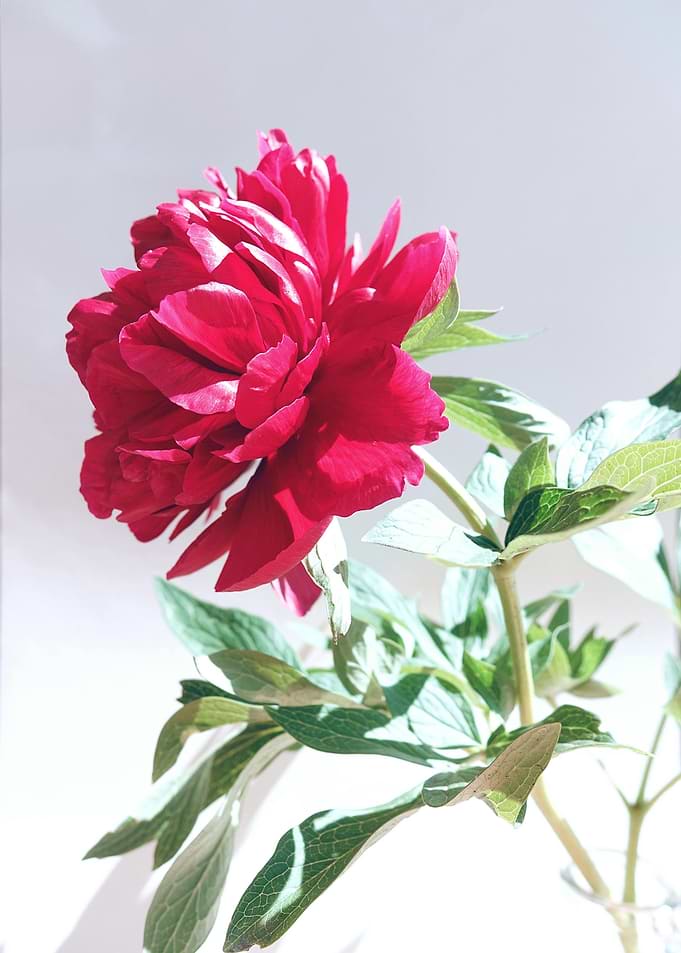 Blooming Red Peony Flower
