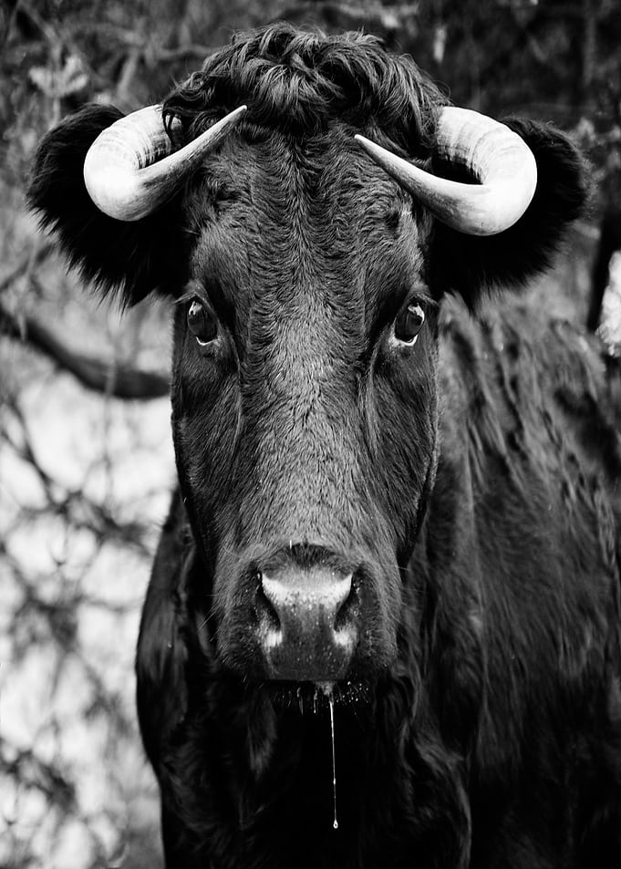 Black and White Bull Portrait